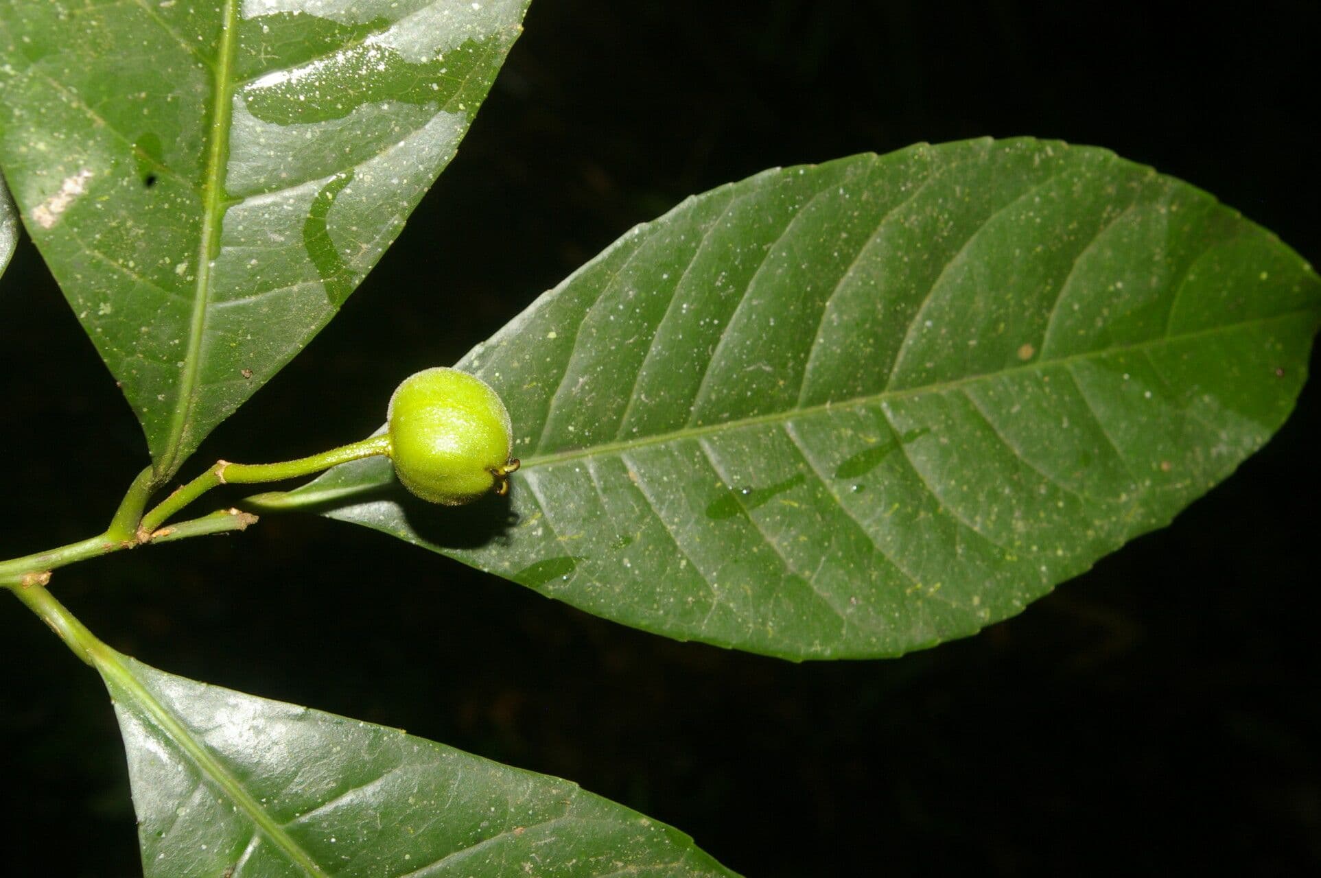 Gymnanthes 5