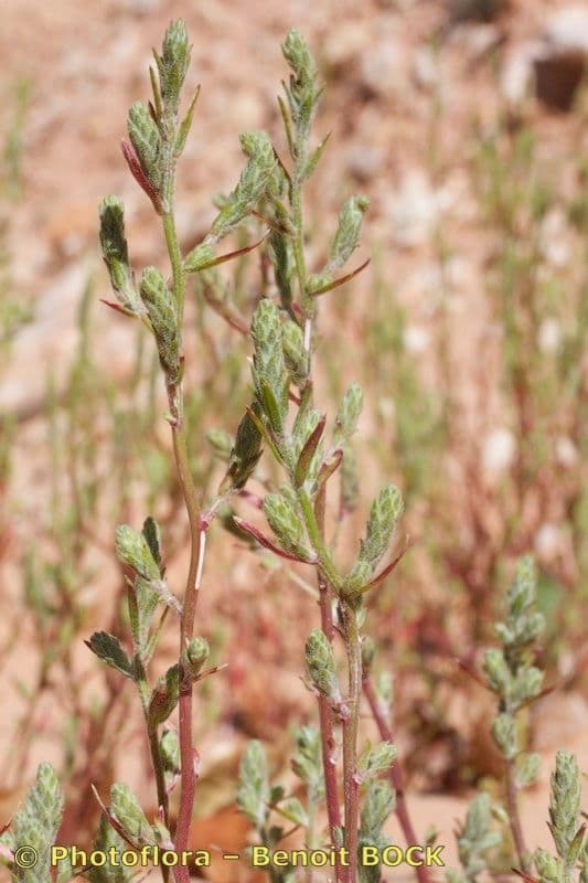 Corispermum 9