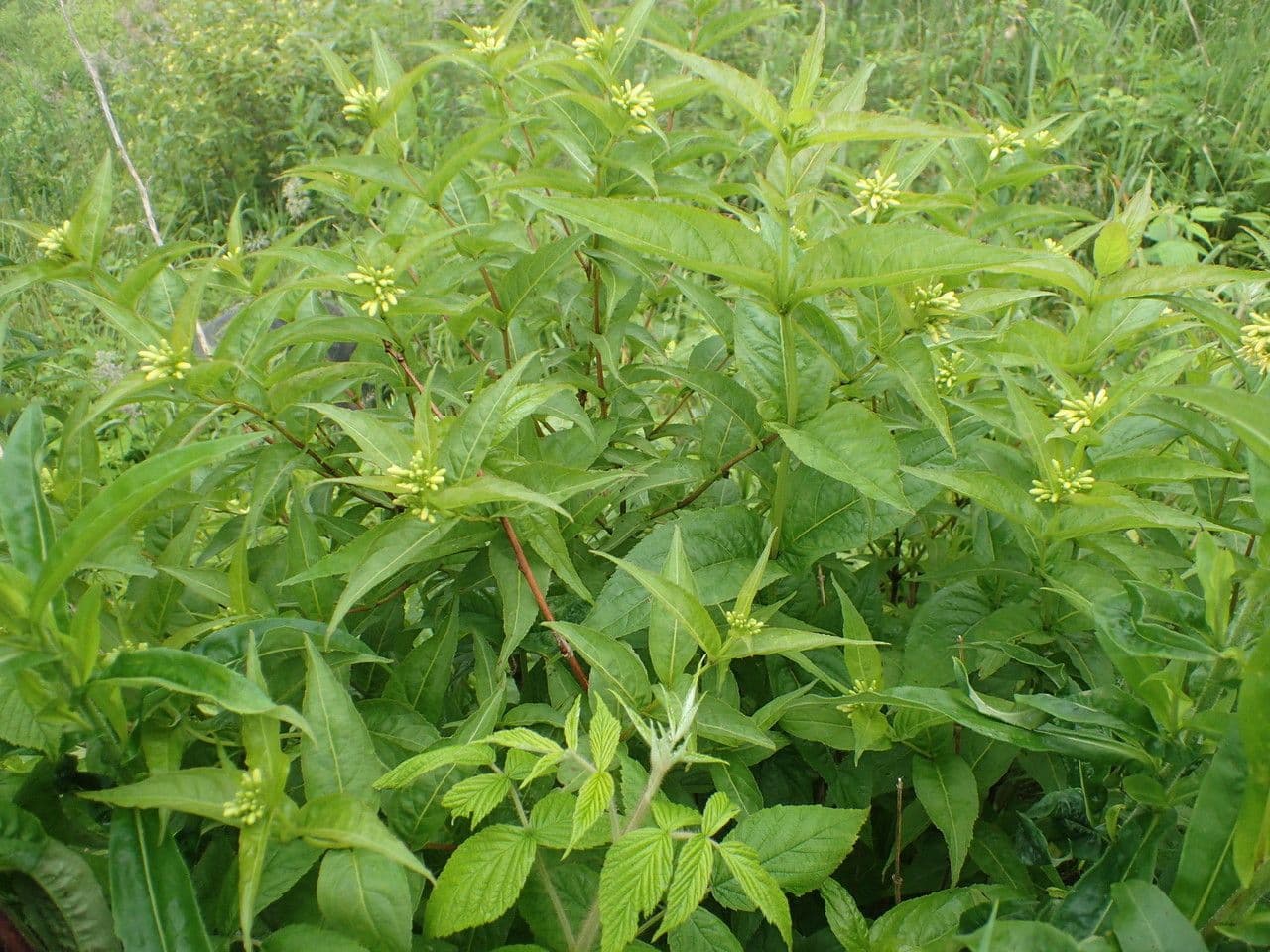 Busch-Honeysuckle 8