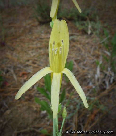 Penstemon 5