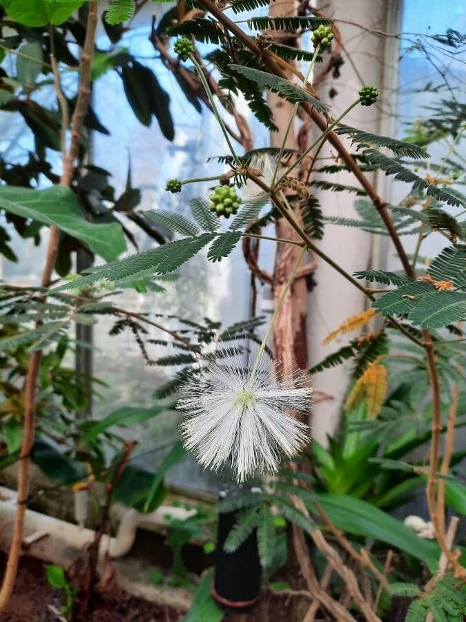 Zapoteca 2