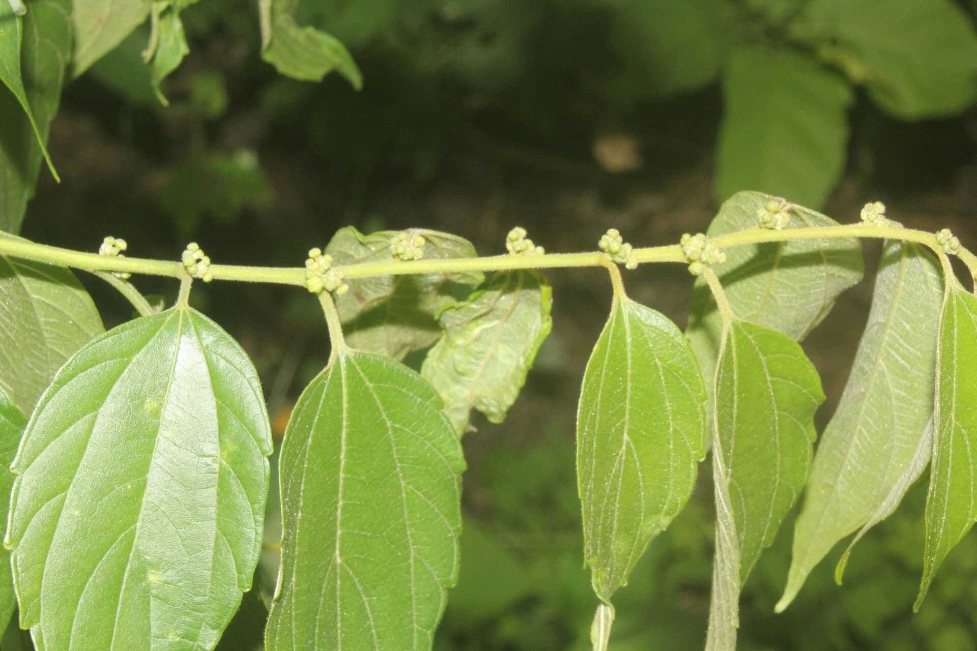 Colubrina 5
