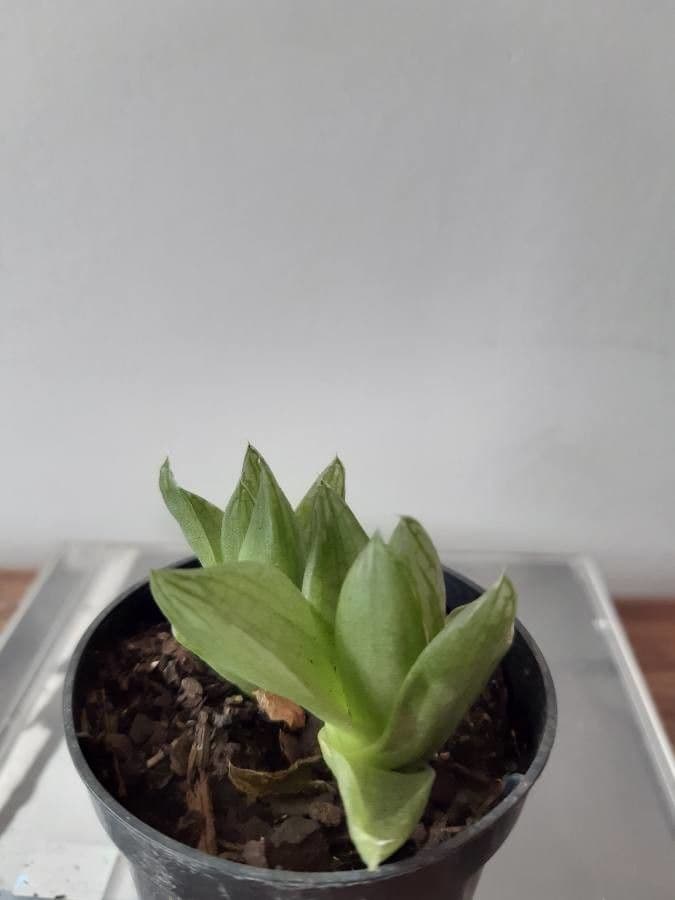 Haworthia 2
