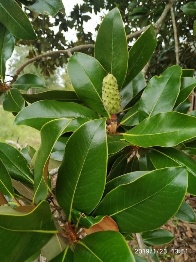 Magnolia grandiflora 30