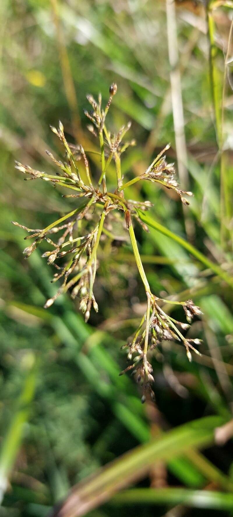 Junco radicans