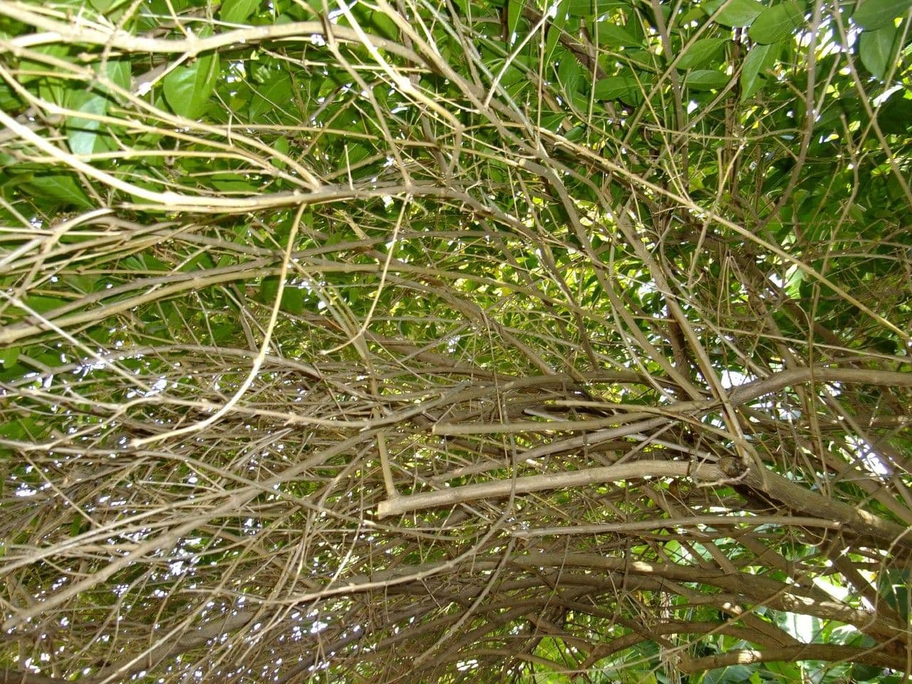 Citharexylum 13