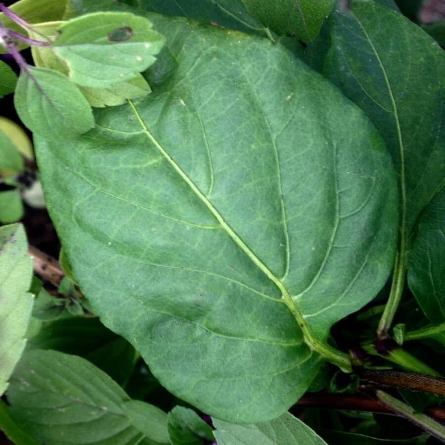 Basilic 19