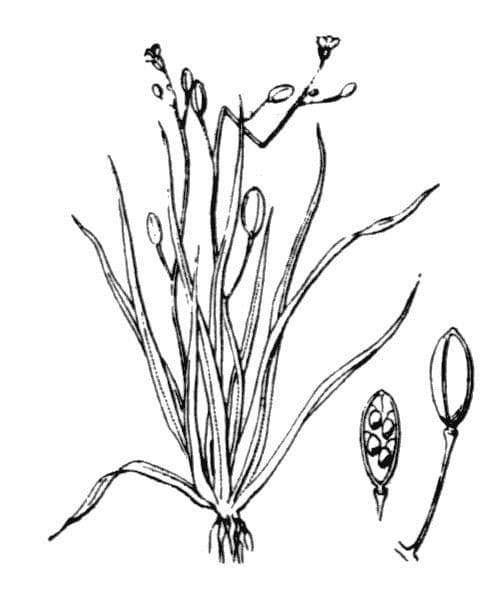 Subularia aquatica 10
