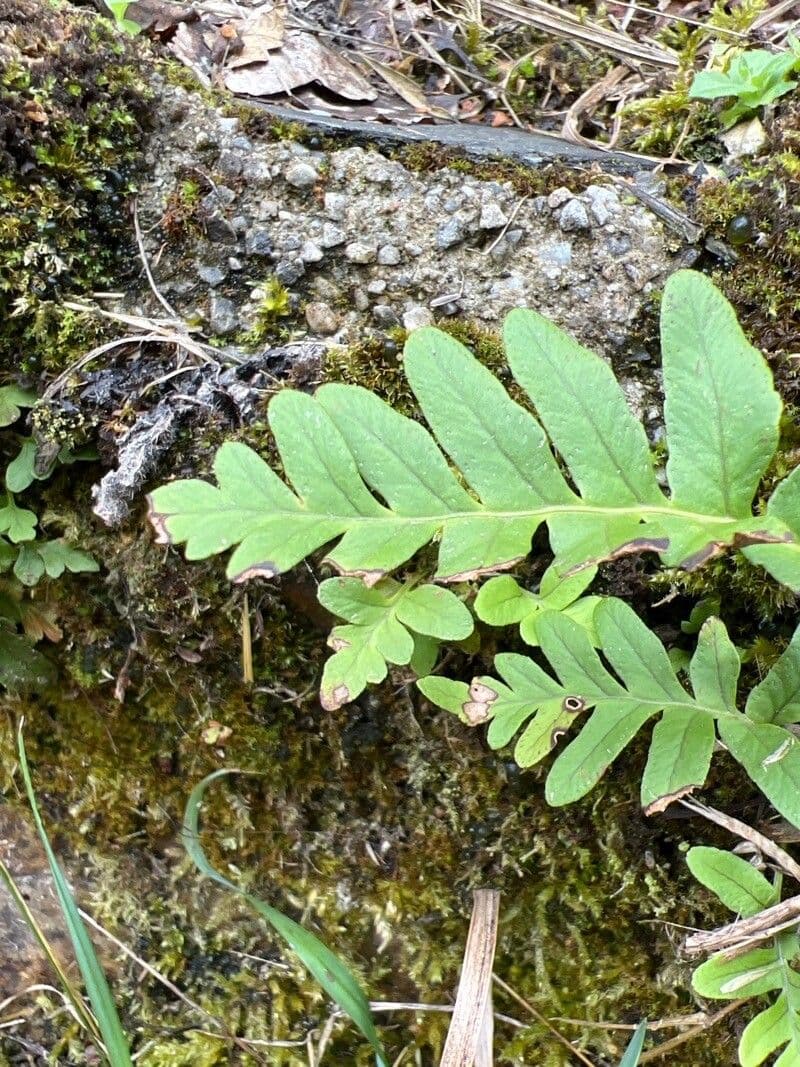 Polypodium occidentale 2