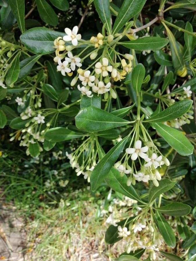 Pitosporum 8