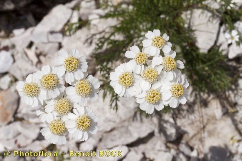 Achillea 5
