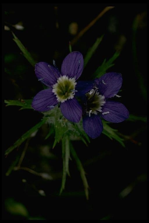 Navarretia 2