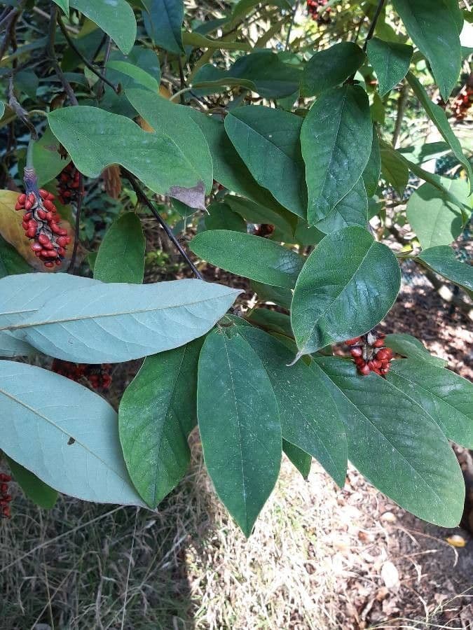 Magnolia 16