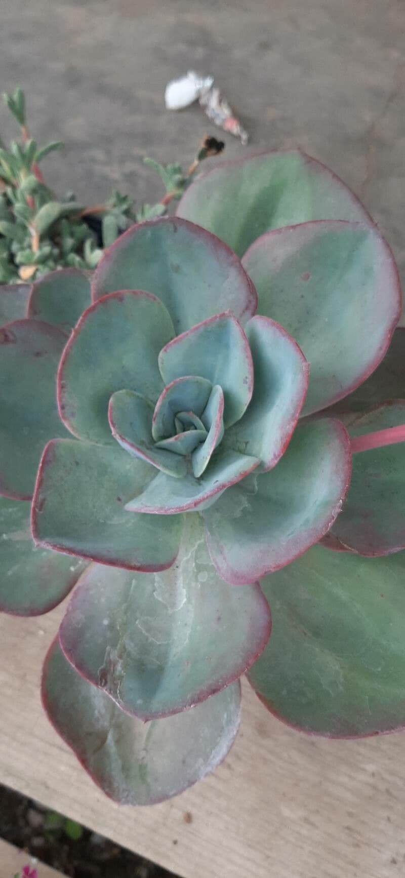 Echeveria