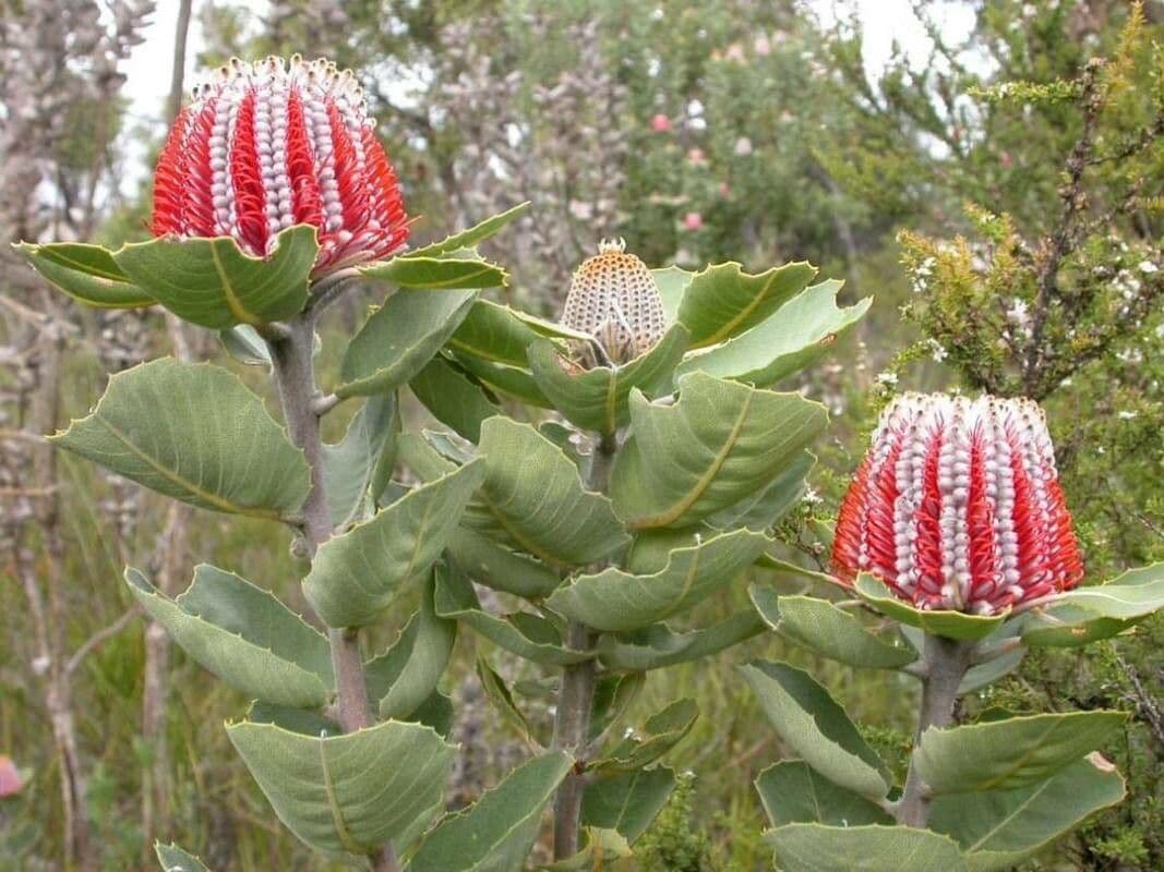 Banksia coccinea
