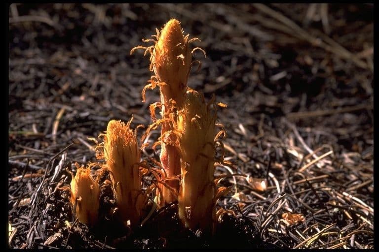 Pterospora andromedea 14