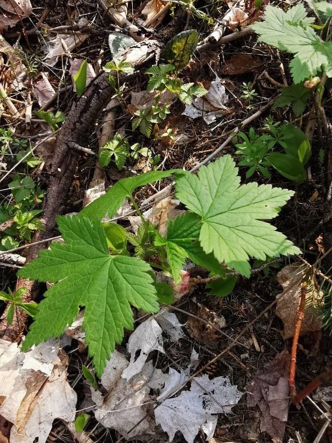 Ribes ghiandoloso 2