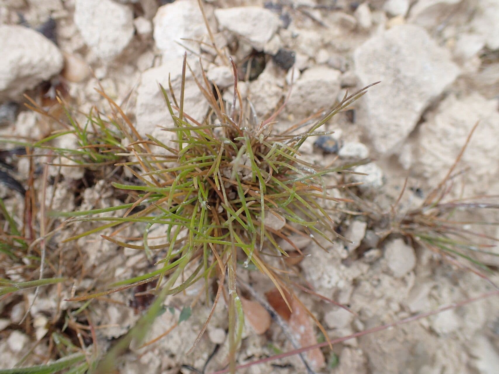 Festuca rossa 20