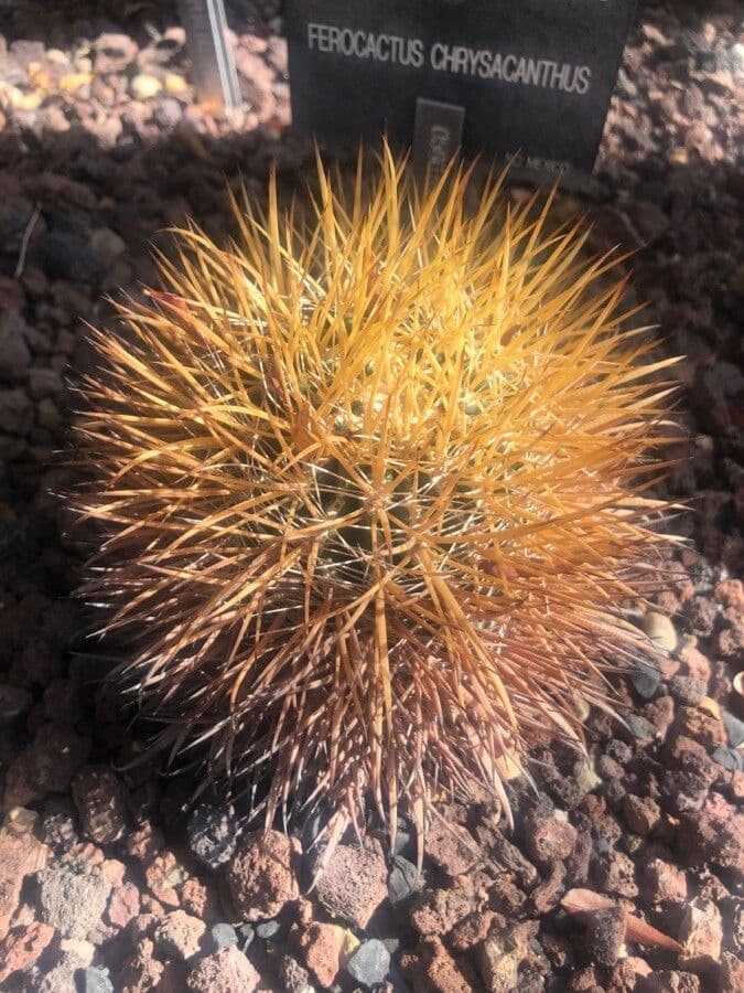 Ferocactus 4
