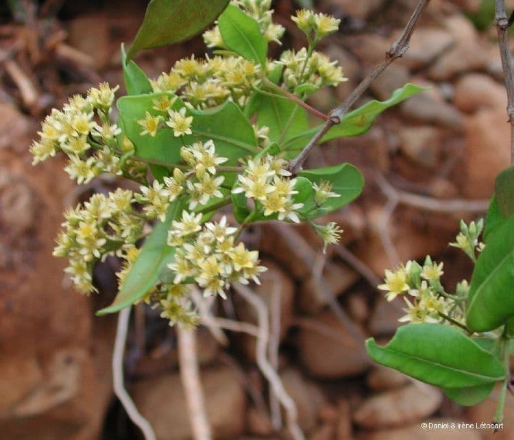 Cloezia floribunda 6