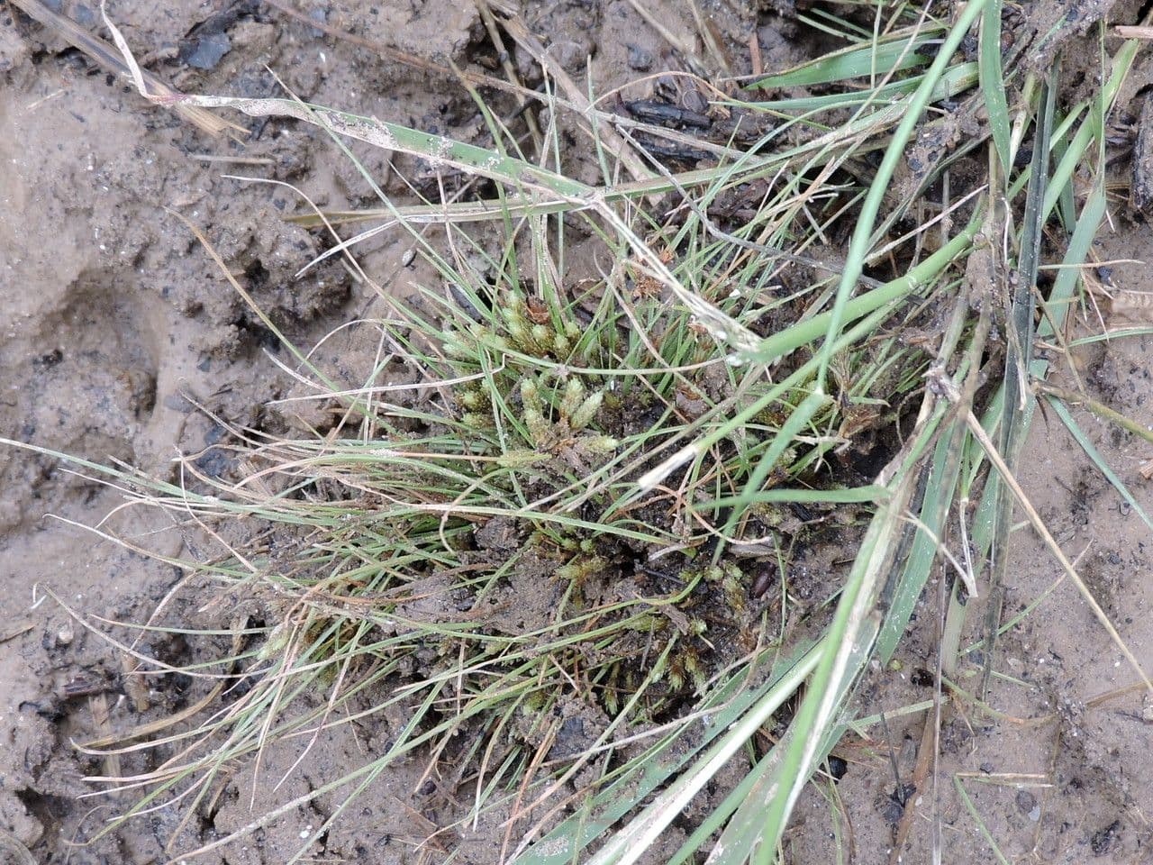 Fimbristylis 4