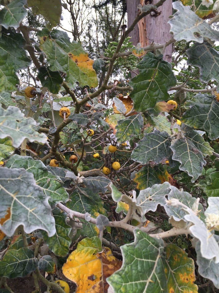 Solanum marginatum 8