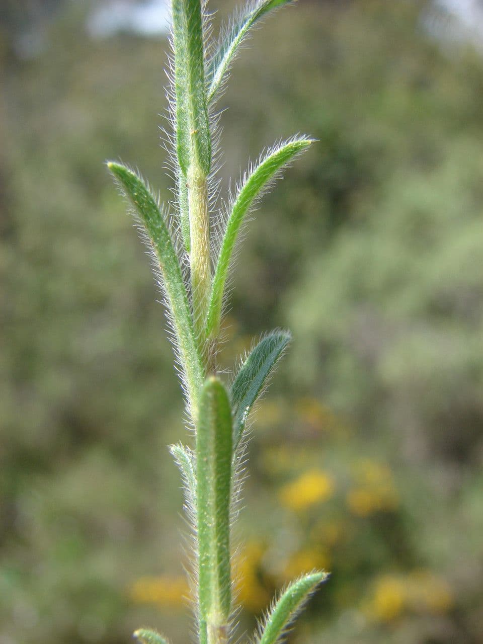 Neatostema apulum 17