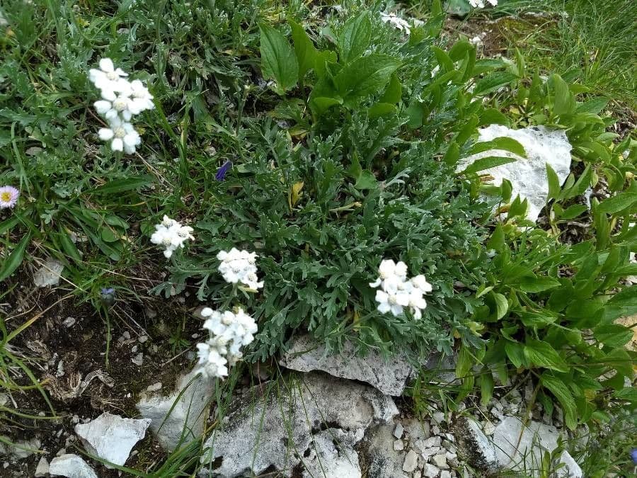Achillea clavennae 14