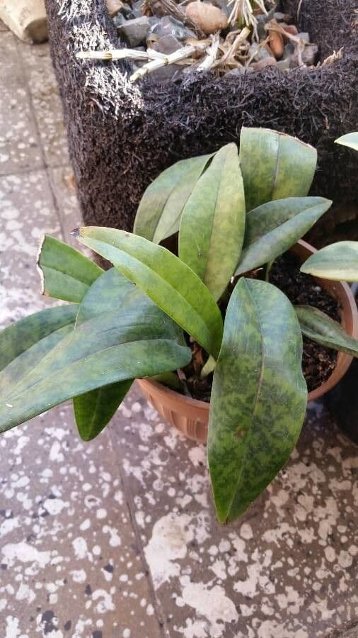 Orchidea monaca 18
