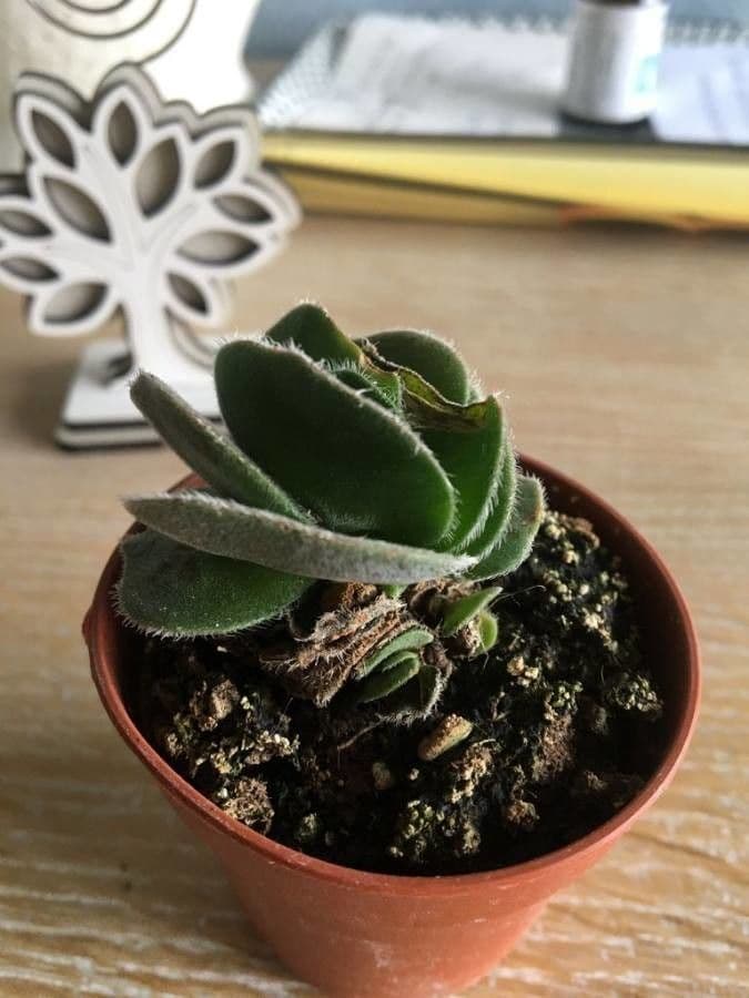 Crassula 5