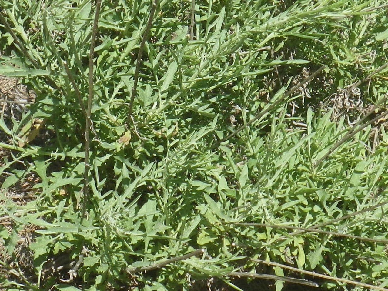 Cheirolophus 20