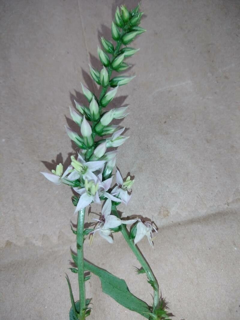 Coutoubea spigata 7