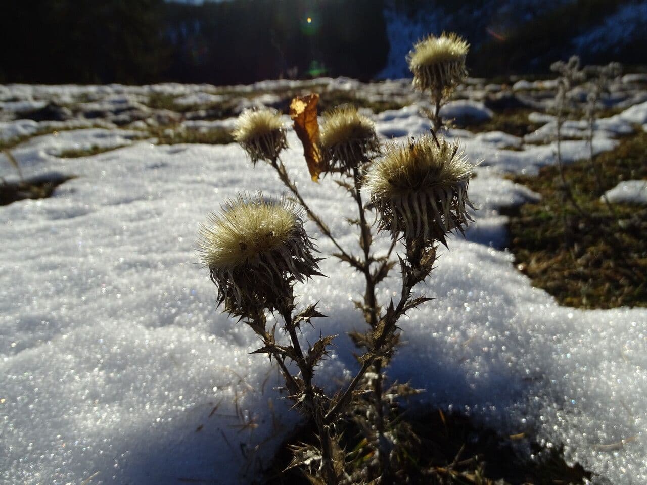 Carlina comune 14