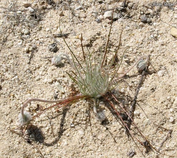 Malacothrix californiana 9