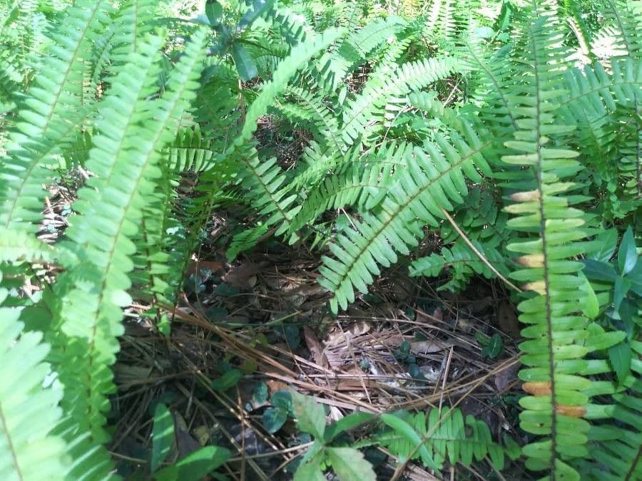 Nephrolepis cordifolia 6