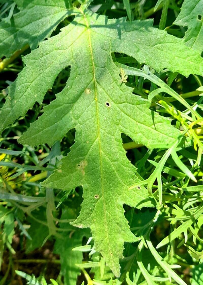 Caiophora 5