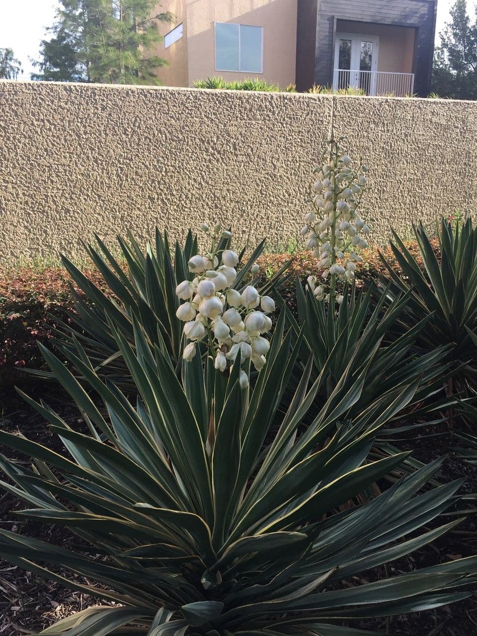Schopf-Yucca 19