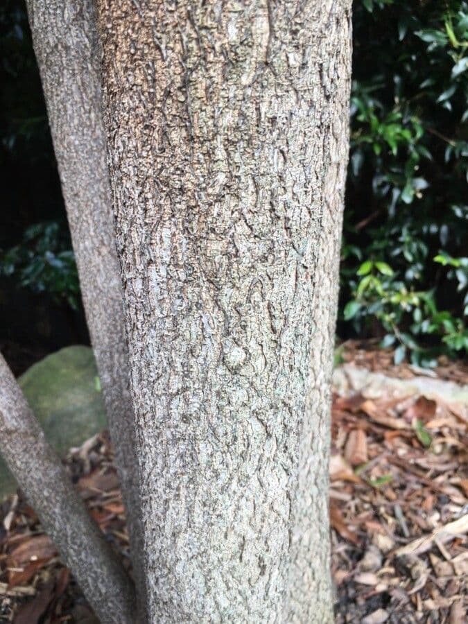 Macadamia 25