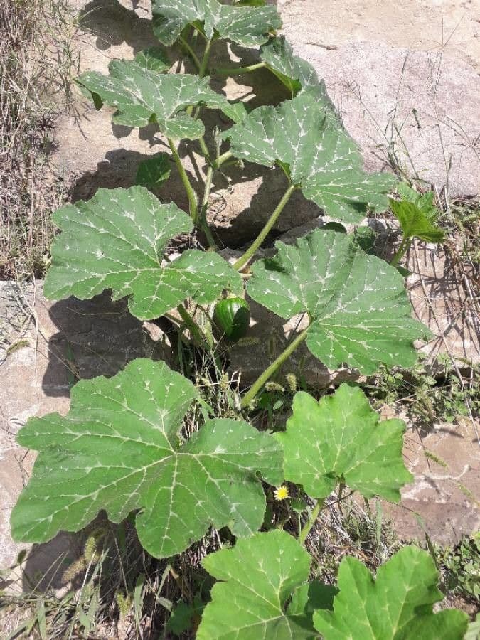 Bitter bottle gourd 17