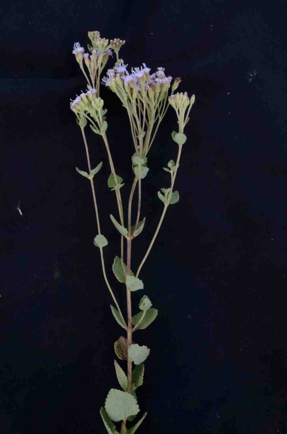 Chromolaena 4