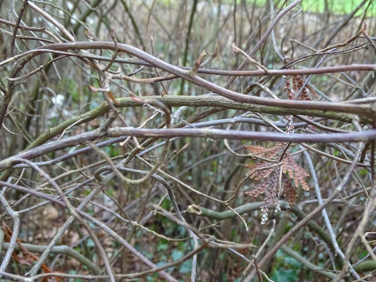 Clethra 23