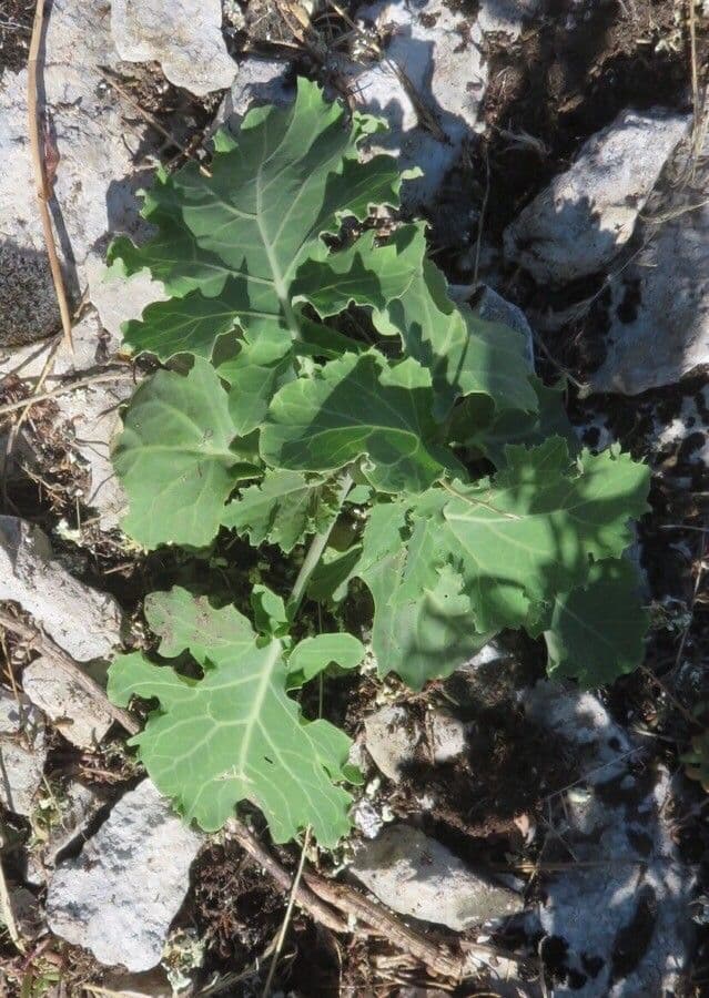 Bergkohl 19