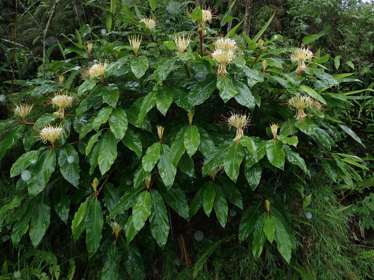 Hedychium 8