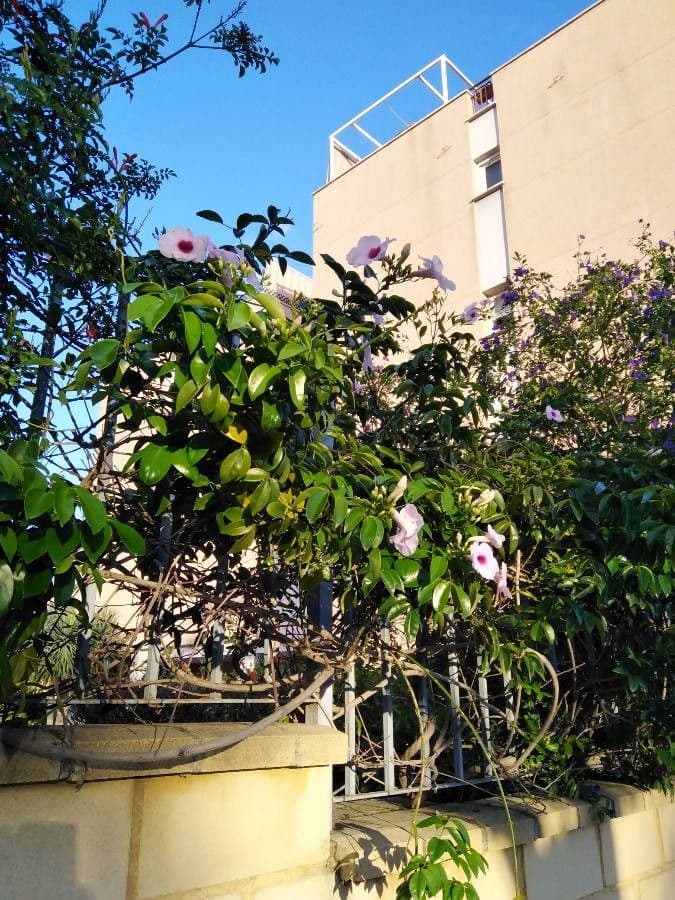 Podranea 11