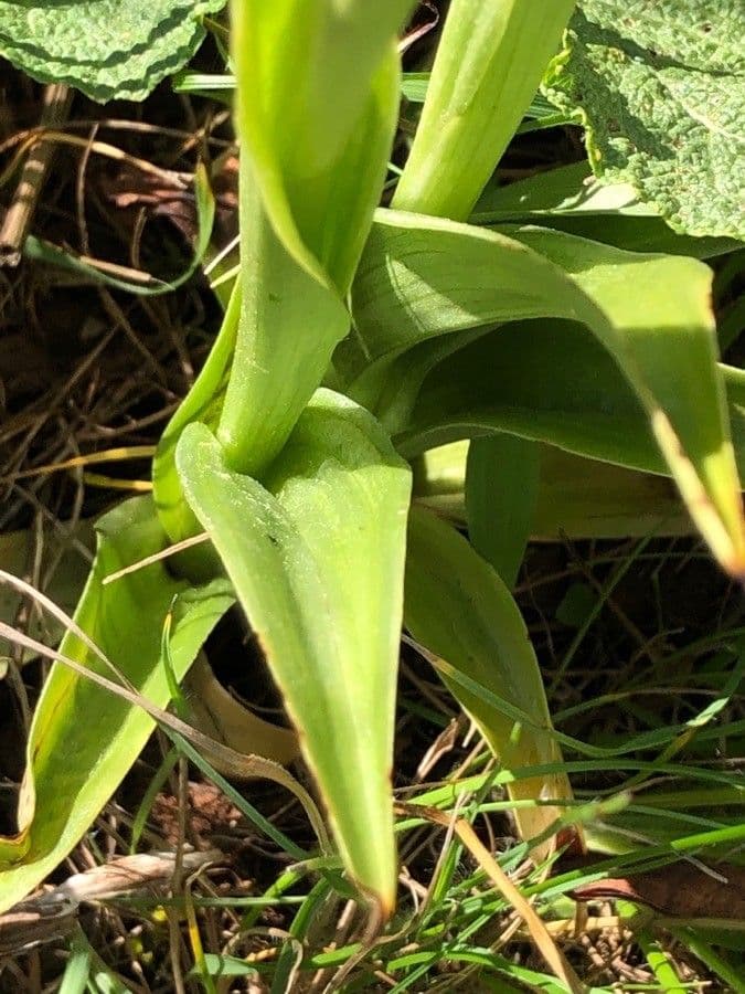 Orchis pyramidal 18