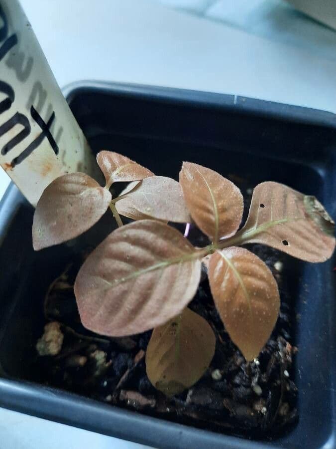 Pseuderanthemum 9