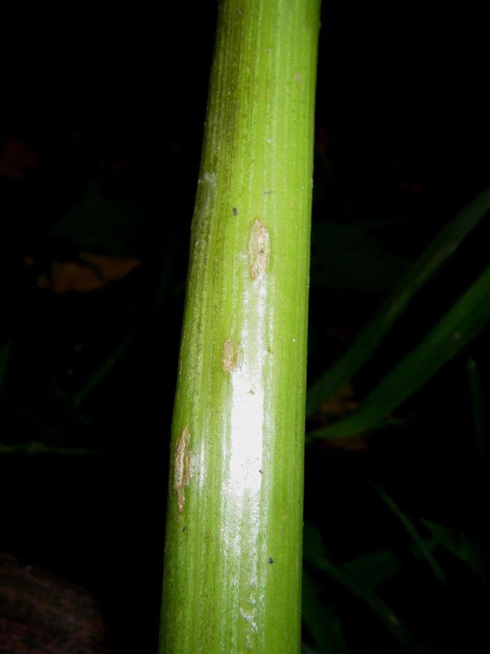 Spananthe 19