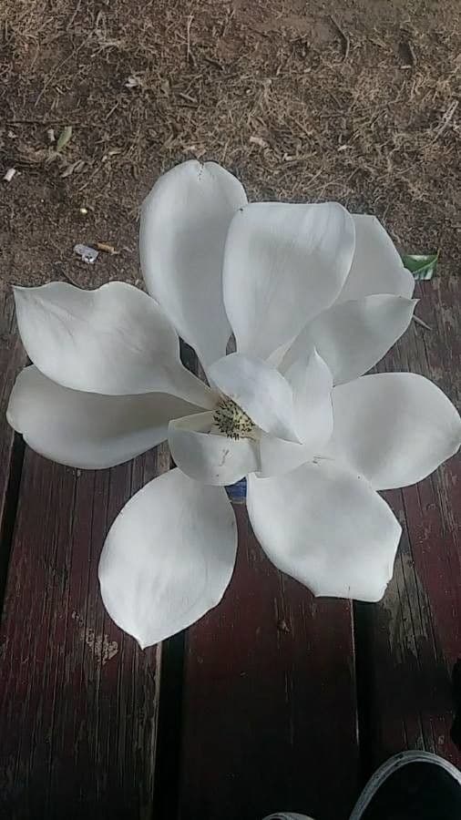 Magnolia à grandes feuilles 9