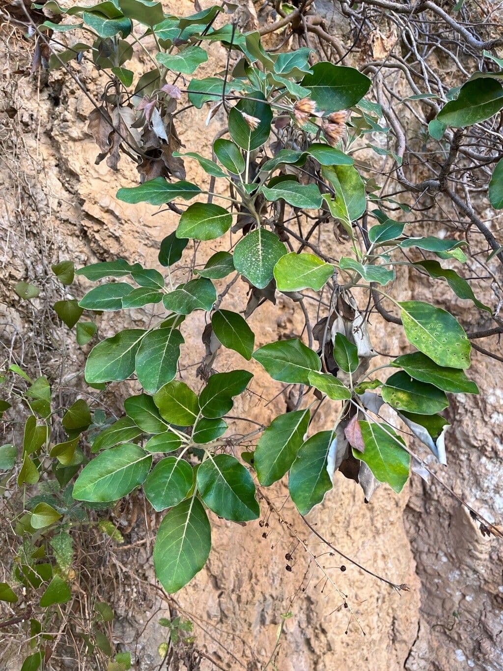 Staehelina 8
