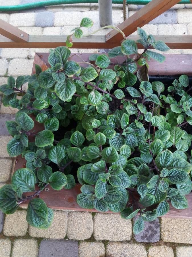 Plectranthus 8